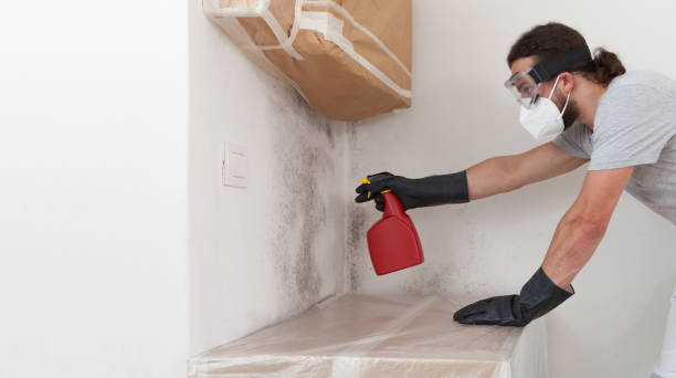Basement Mold Remediation treatment on basement walls in Chandler