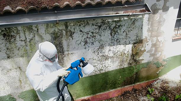 Mold Removal service in Chandler